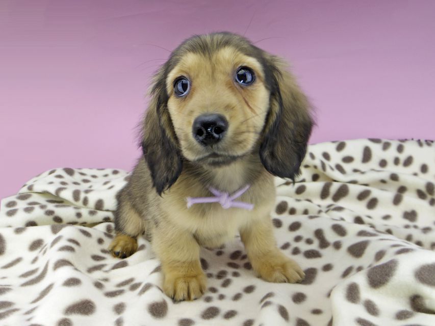 カニンヘンダックスフンド ひなプリ & ナイトの子犬 イエロー（クリーム） 男の子（2）