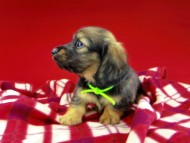 dachshund236