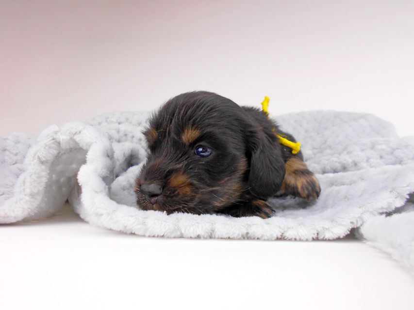 カニンヘンダックスフンド ひなプリhp & オスカルの子犬 ブラックイエロー（ブラッククリーム） 男の子（2） お写真初登場