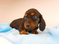 dachshund239