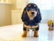 dachshund24 dachshund24