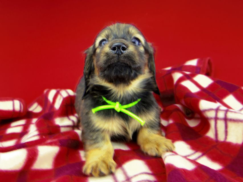 カニンヘンダックスフンド ひなプリ & ナイトの子犬 イエロー（クリーム） 男の子（2）