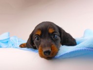 dachshund242