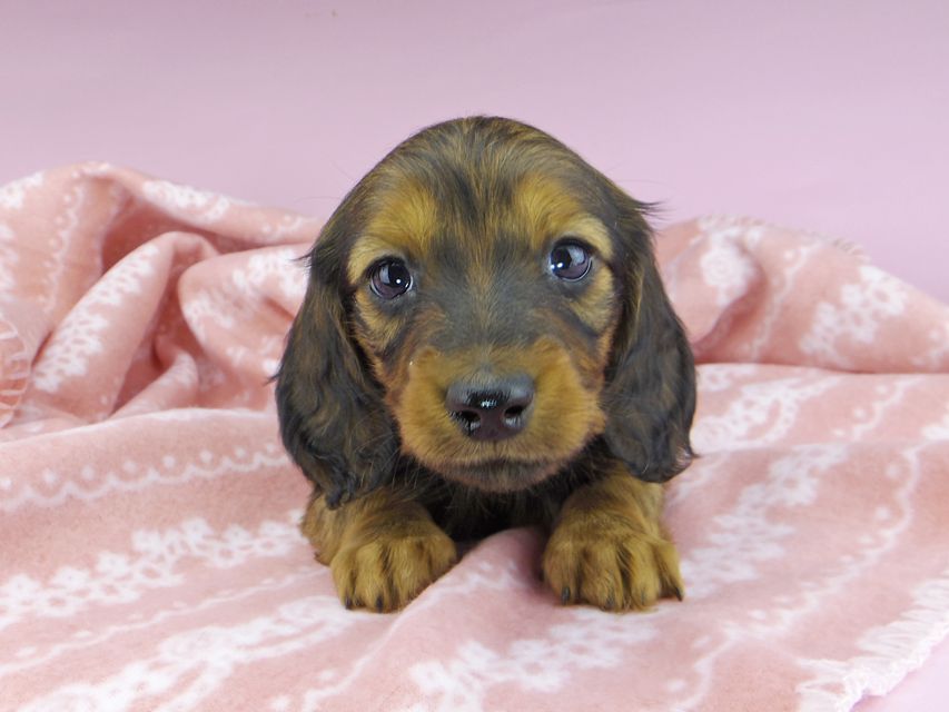 ミニチュアダックスフンド ジャジー & ジムの子犬 レッド 男の子(2)dachshund2423 ミニチュアダックスフンド ジャジー & ジムの子犬 レッド 男の子(2)