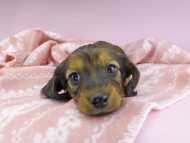 dachshund2424