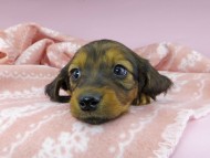 dachshund2429
