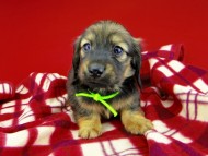 dachshund243 dachshund243