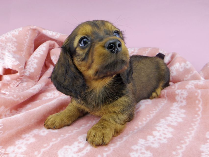 ミニチュアダックスフンド ジャジー & ジムの子犬 レッド 男の子(2)dachshund2433 ミニチュアダックスフンド ジャジー & ジムの子犬 レッド 男の子(2)