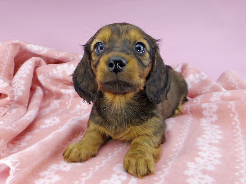 ミニチュアダックスフンド ジャジー & ジムの子犬 レッド 男の子(2)dachshund2435 ミニチュアダックスフンド ジャジー & ジムの子犬 レッド 男の子(2)