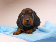 dachshund244