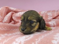 dachshund2443