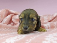 dachshund2445