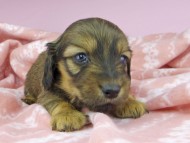 dachshund2449