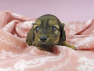 dachshund2450