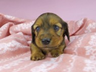 dachshund2470