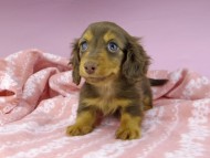 dachshund2474