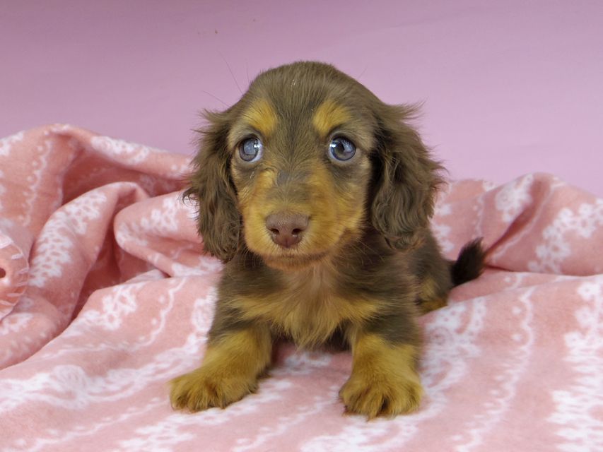 カニンヘンダックスフンド プリマ & ブルースの子犬 チョコタン 男の子