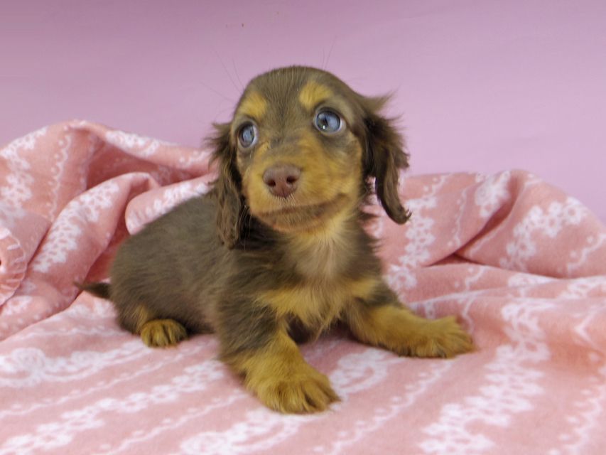 カニンヘンダックスフンド プリマ & ブルースの子犬 チョコタン 男の子