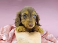dachshund2487