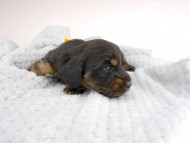 dachshund249 dachshund249