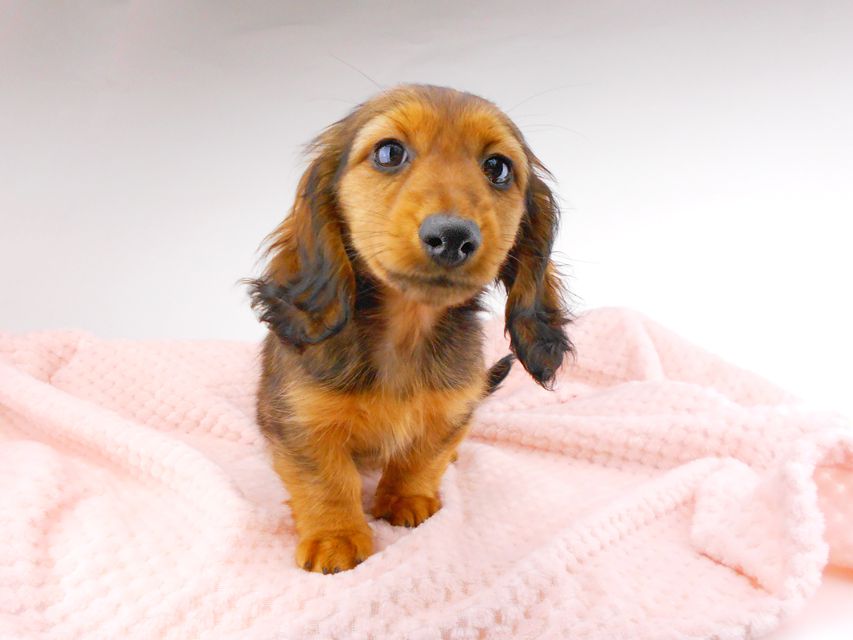 カニンヘンダックスフンド レイcs & ジャンの子犬 レッド 女の子