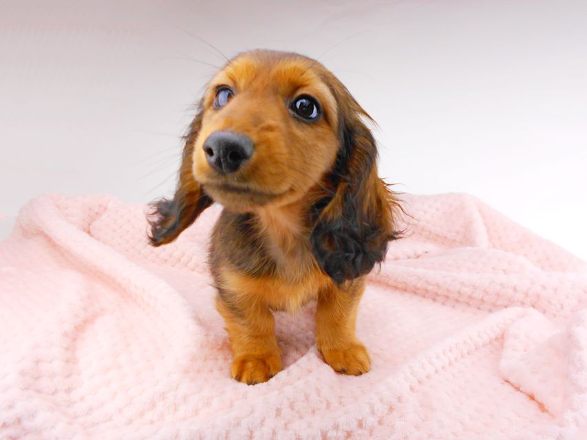 カニンヘンダックスフンド レイcs & ジャンの子犬 レッド 女の子