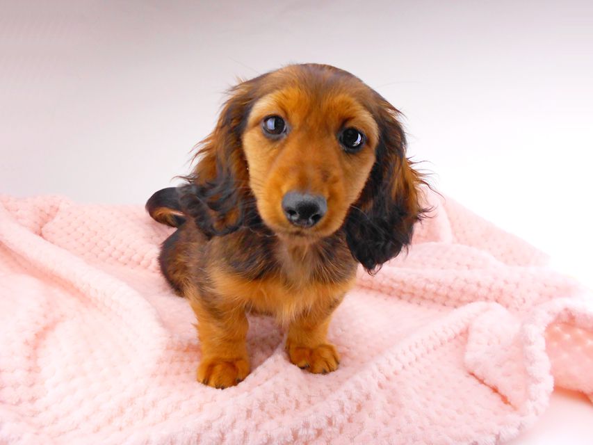 カニンヘンダックスフンド レイcs & ジャンの子犬 レッド 女の子