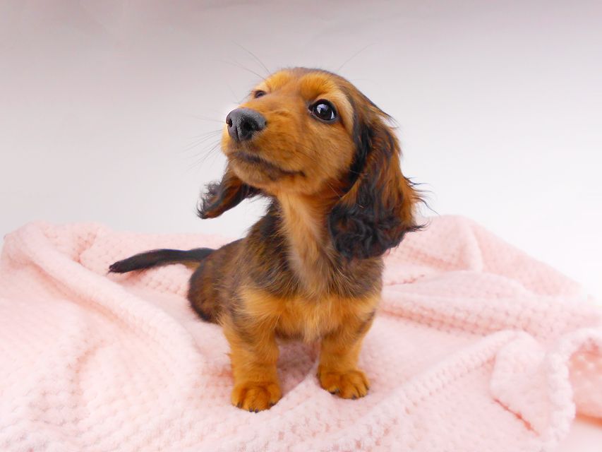 カニンヘンダックスフンド レイcs & ジャンの子犬 レッド 女の子