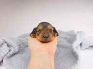dachshund257 dachshund257