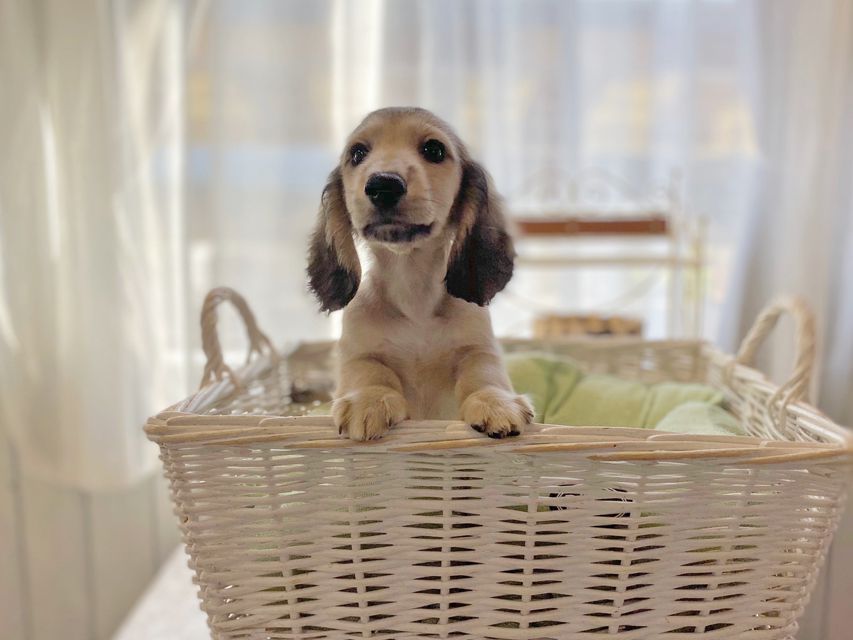 カニンヘンダックスフンド わかば & 竹千代の子犬 イエロー（クリーム） 男の子（3）