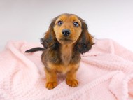 dachshund258