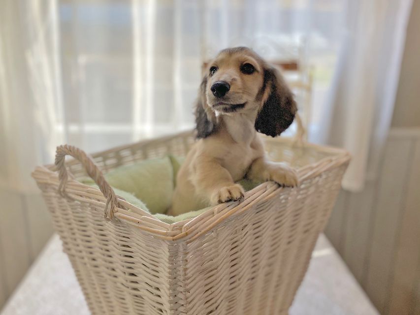 カニンヘンダックスフンド わかば & 竹千代の子犬 イエロー（クリーム） 男の子（3）
