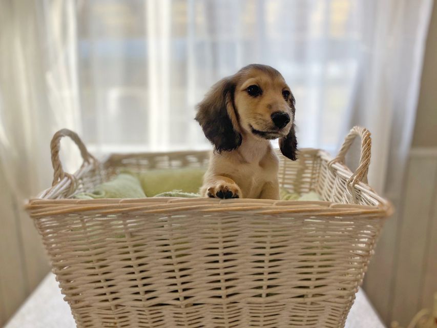 カニンヘンダックスフンド わかば & 竹千代の子犬 イエロー（クリーム） 男の子（3）