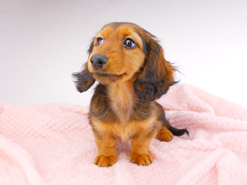 カニンヘンダックスフンド レイcs & ジャンの子犬 レッド 女の子