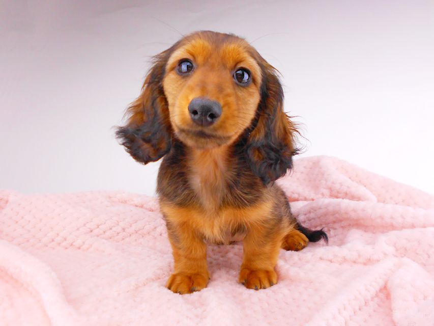 カニンヘンダックスフンド レイcs & ジャンの子犬 レッド 女の子