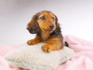dachshund266