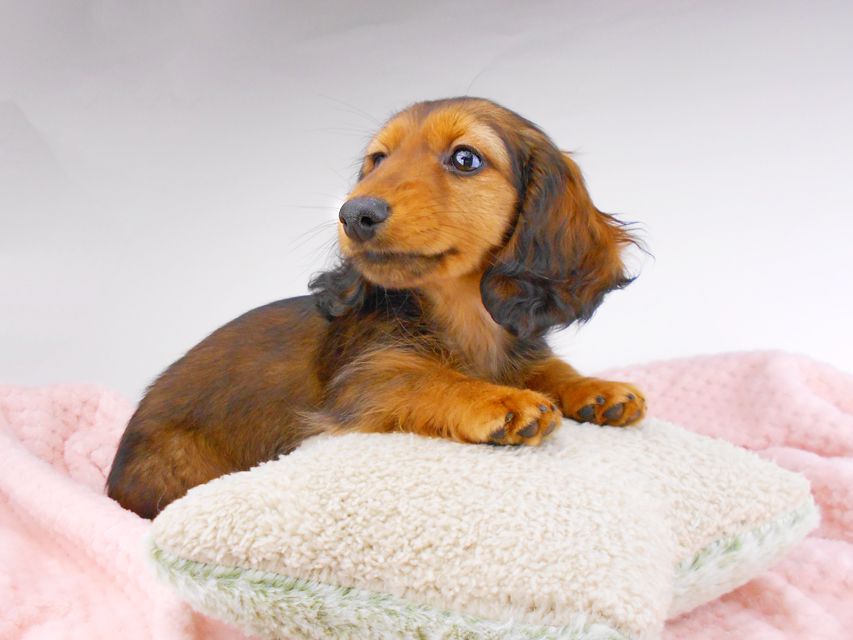 カニンヘンダックスフンド レイcs & ジャンの子犬 レッド 女の子