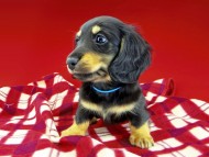 dachshund270