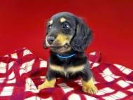 dachshund272
