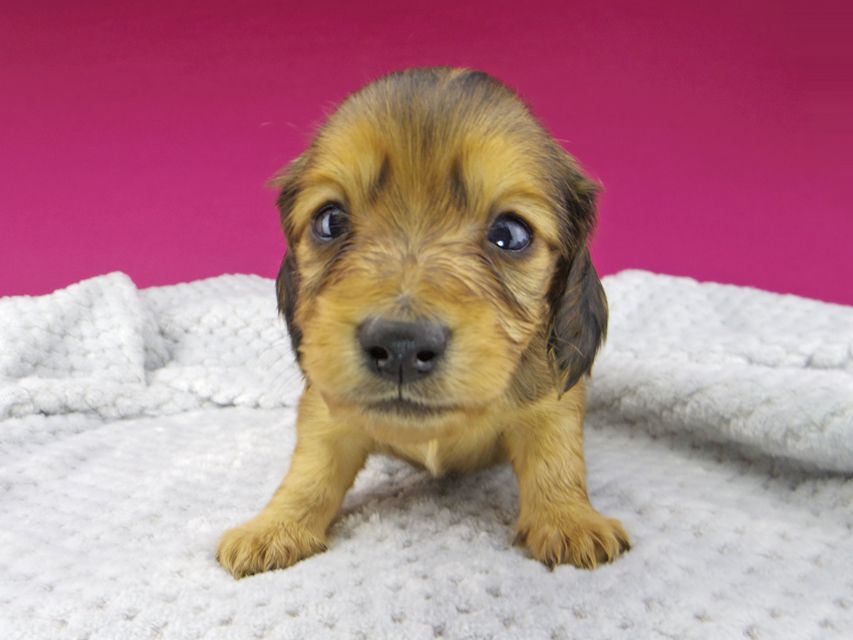 カニンヘンダックスフンド キュア & スカッシュの子犬 レッド 男の子