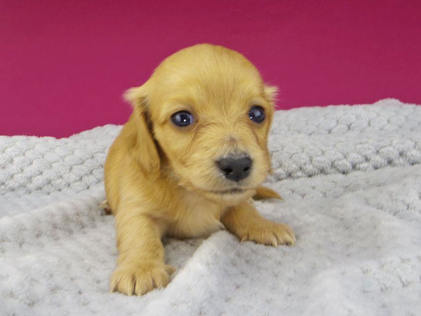 dachshund2827 dachshund2827