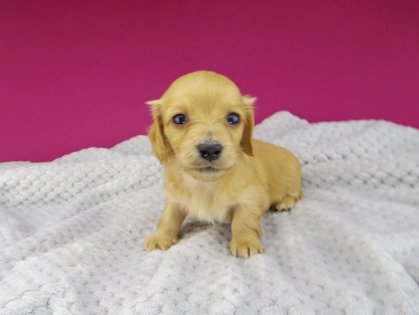 dachshund2830 dachshund2830