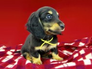 dachshund290