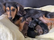 dachshund29 dachshund29