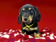 dachshund297 dachshund297