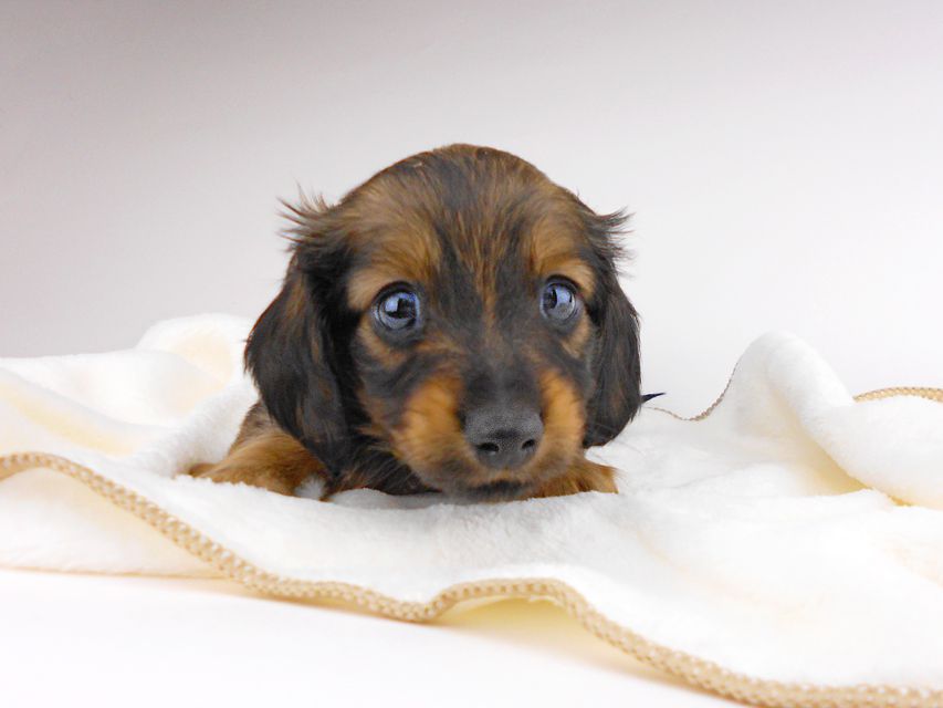 カニンヘンダックスフンド チャーム & ブルースの子犬 イエロー（クリーム） 男の子（1）