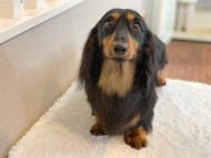 dachshund30 dachshund30