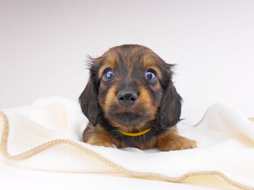 カニンヘンダックスフンド チャーム & ブルースの子犬 イエロー（クリーム） 男の子（1）