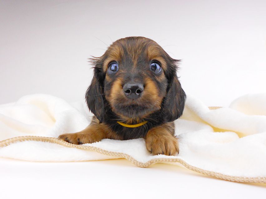 カニンヘンダックスフンド チャーム & ブルースの子犬 イエロー（クリーム） 男の子（1）