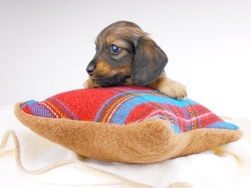 カニンヘンダックスフンド チャーム & ブルースの子犬 イエロー（クリーム） 男の子（1）